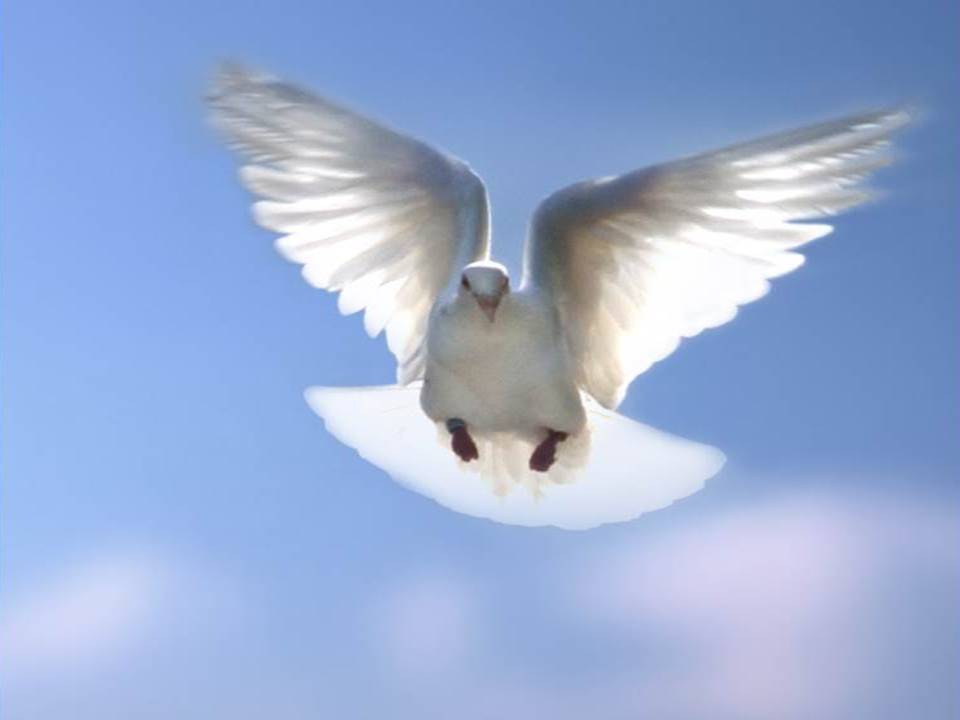 'But iF ye be led of the Spirit, ye are not under The Law': An Exposition On Paul's Words in Galatians 5:18